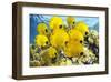 School of Colorful Reef Fishes-null-Framed Art Print