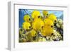 School of Colorful Reef Fishes-null-Framed Art Print