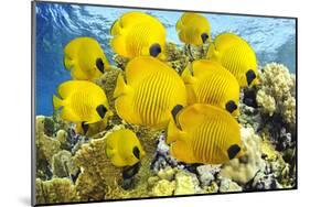 School of Colorful Reef Fishes-null-Mounted Art Print
