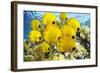 School of Colorful Reef Fishes-null-Framed Art Print