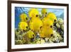 School of Colorful Reef Fishes-null-Framed Art Print