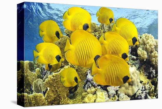 School of Colorful Reef Fishes-null-Stretched Canvas