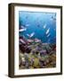 School of Creole Wrasse (Clepticus Parrae), St. Lucia, West Indies, Caribbean, Central America-Lisa Collins-Framed Photographic Print