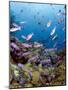 School of Creole Wrasse (Clepticus Parrae), St. Lucia, West Indies, Caribbean, Central America-Lisa Collins-Mounted Photographic Print