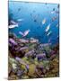 School of Creole Wrasse (Clepticus Parrae), St. Lucia, West Indies, Caribbean, Central America-Lisa Collins-Mounted Photographic Print