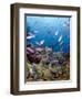 School of Creole Wrasse (Clepticus Parrae), St. Lucia, West Indies, Caribbean, Central America-Lisa Collins-Framed Photographic Print