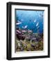 School of Creole Wrasse (Clepticus Parrae), St. Lucia, West Indies, Caribbean, Central America-Lisa Collins-Framed Photographic Print