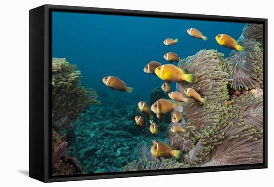 School of Endemic Maldives Anemonefish-Reinhard Dirscherl-Framed Stretched Canvas