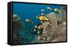 School of Endemic Maldives Anemonefish-Reinhard Dirscherl-Framed Stretched Canvas