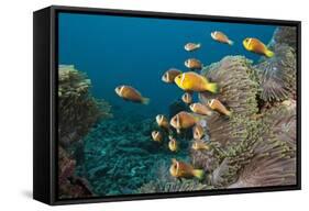 School of Endemic Maldives Anemonefish-Reinhard Dirscherl-Framed Stretched Canvas