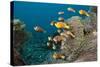 School of Endemic Maldives Anemonefish-Reinhard Dirscherl-Stretched Canvas