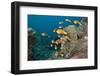 School of Endemic Maldives Anemonefish-Reinhard Dirscherl-Framed Photographic Print