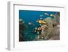 School of Endemic Maldives Anemonefish-Reinhard Dirscherl-Framed Photographic Print