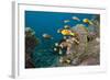 School of Endemic Maldives Anemonefish-Reinhard Dirscherl-Framed Photographic Print