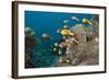 School of Endemic Maldives Anemonefish-Reinhard Dirscherl-Framed Photographic Print