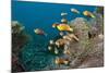 School of Endemic Maldives Anemonefish-Reinhard Dirscherl-Mounted Photographic Print