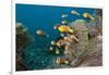 School of Endemic Maldives Anemonefish-Reinhard Dirscherl-Framed Photographic Print