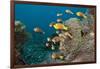 School of Endemic Maldives Anemonefish-Reinhard Dirscherl-Framed Photographic Print