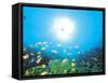 School of Fish And Sunlight, Undersea View-null-Framed Stretched Canvas