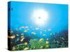 School of Fish And Sunlight, Undersea View-null-Stretched Canvas