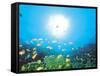 School of Fish And Sunlight, Undersea View-null-Framed Stretched Canvas