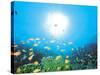 School of Fish And Sunlight, Undersea View-null-Stretched Canvas