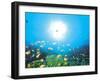 School of Fish And Sunlight, Undersea View-null-Framed Photographic Print