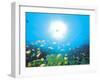 School of Fish And Sunlight, Undersea View-null-Framed Photographic Print