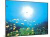 School of Fish And Sunlight, Undersea View-null-Mounted Photographic Print