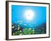 School of Fish And Sunlight, Undersea View-null-Framed Photographic Print