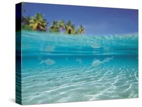 School of Fish, Submerged, Surface Level View-null-Stretched Canvas