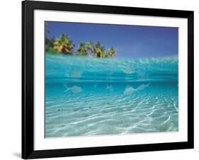 School of Fish, Submerged, Surface Level View-null-Framed Photographic Print