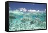 School of Fish, Submerged-null-Framed Stretched Canvas