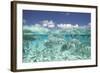 School of Fish, Submerged-null-Framed Photographic Print