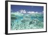 School of Fish, Submerged-null-Framed Photographic Print