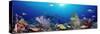 School of Fish Swimming in the Sea-null-Stretched Canvas