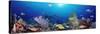 School of Fish Swimming in the Sea-null-Stretched Canvas