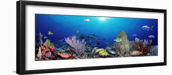 School of Fish Swimming in the Sea-null-Framed Photographic Print