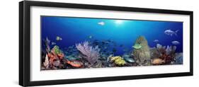 School of Fish Swimming in the Sea-null-Framed Photographic Print