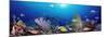 School of Fish Swimming in the Sea-null-Mounted Photographic Print