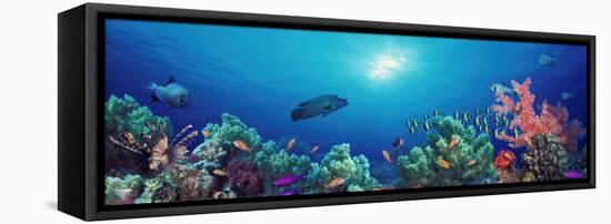 School of Fish Swimming Near a Reef, Indo-Pacific Ocean-null-Framed Stretched Canvas