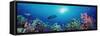 School of Fish Swimming Near a Reef, Indo-Pacific Ocean-null-Framed Stretched Canvas