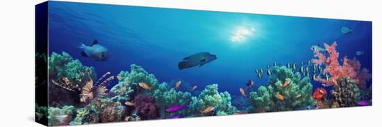 School of Fish Swimming Near a Reef, Indo-Pacific Ocean-null-Stretched Canvas