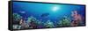 School of Fish Swimming Near a Reef, Indo-Pacific Ocean-null-Framed Stretched Canvas