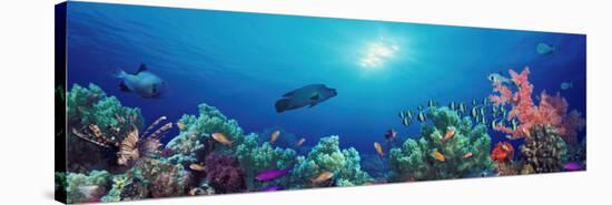 School of Fish Swimming Near a Reef, Indo-Pacific Ocean-null-Stretched Canvas