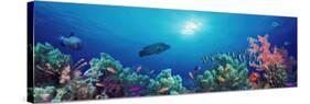 School of Fish Swimming Near a Reef, Indo-Pacific Ocean-null-Stretched Canvas