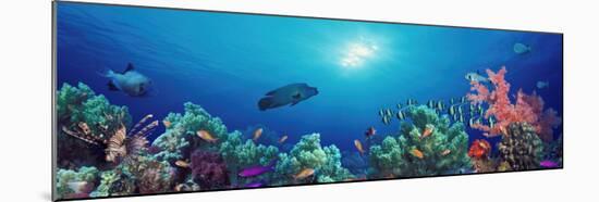 School of Fish Swimming Near a Reef, Indo-Pacific Ocean-null-Mounted Premium Photographic Print