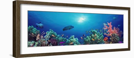 School of Fish Swimming Near a Reef, Indo-Pacific Ocean-null-Framed Photographic Print