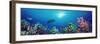 School of Fish Swimming Near a Reef, Indo-Pacific Ocean-null-Framed Photographic Print