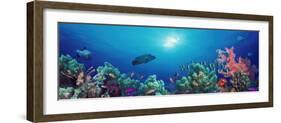School of Fish Swimming Near a Reef, Indo-Pacific Ocean-null-Framed Photographic Print